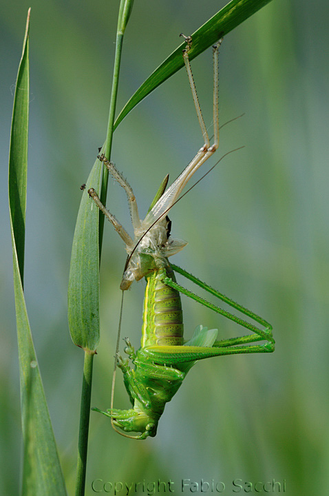 Muta Tettigonia sp.